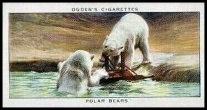 5 Polar Bear